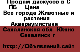 Продам дискусов в С-ПБ. › Цена ­ 3500-4500 - Все города Животные и растения » Аквариумистика   . Сахалинская обл.,Южно-Сахалинск г.